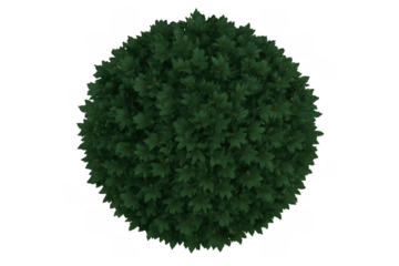 Green rounded bush or shrub with dense foliage viewed from top angle, isolated on a transparent background