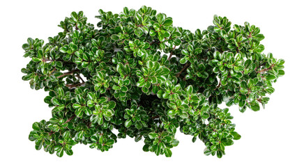 Obraz premium Pittosporum Crassifolium Nana Shrub
