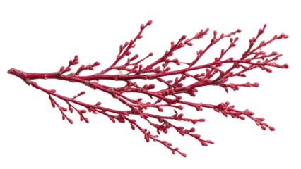Red Branch with Buds, Isolated