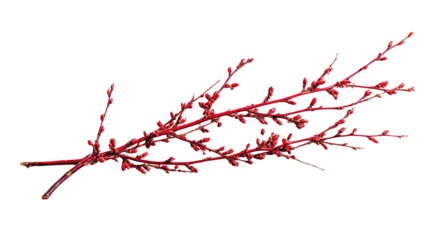 Red Twig Dogwood on Transparent Background