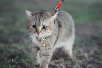 Curious cat on a leash exploring the outdoors, enjoying nature in a green setting, with a playful...