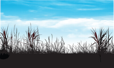 Grass Silhouette Field with Blue Sky Background