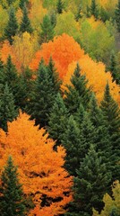 Vibrant Autumn Foliage with Mixed Forest Trees in Rich Color Palette