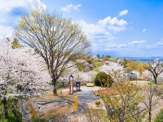 郊外の住宅地　桜が咲く公園