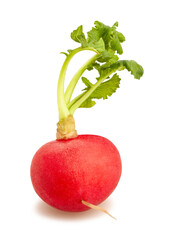 radish path isolated on white