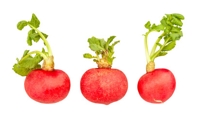 radish path isolated on white
