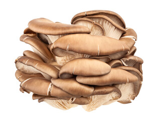 oyster mushrooms path isolated on white