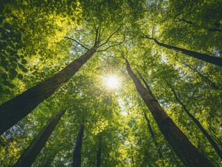 Sunlight Filtering Through Dense Green Foliage in Forest Canopy