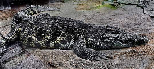 Siam crocodile on the sand. Latin name - Crocodylus siamensis