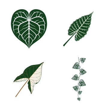 Vector illustration set of elephant ear leaves with bold shapes and veins, inspired by Alocasia, Caladium, and Colocasia tropical foliage.