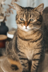 Fototapeta premium Tabby cat