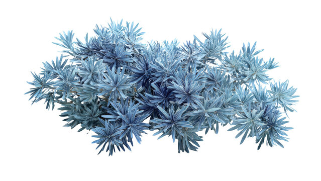 Euphorbia rigida plant isolated