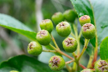 Aronia melanocarpa (black chokeberry) healthy fruit, unripe in spring