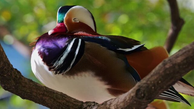 Mandarin duck resting quietly on a tree branch during daylight hours in a calm environment