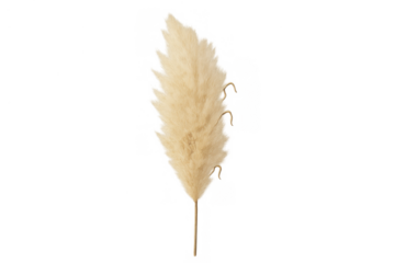 Dried pampas grass plume standing, fluffy botanical decoration, soft beige plant for home decor and arrangements