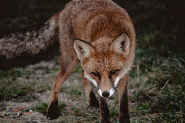 Fototapeta premium Close up portrait of a fox in the forest, Apuseni Mountains, Romania