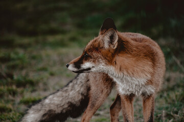 Fototapeta premium Close up portrait of a fox in the forest, Apuseni Mountains, Romania