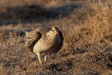 Sharp-Tailed Grouse, Tympanuchus phasianellus, on lek