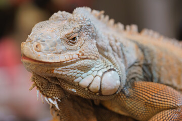 Detailed close-up portrait of a large iguana showing intricate scales, spines, and dewlap. The reptile features pale grey and orange colors with a soft blurred background for nature themes.