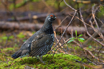 View of Male Spruce Grouse, Falcipennis canadensis, in boreal forest
