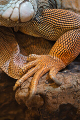 Macro close-up of a red iguana foot with sharp claws resting on a rock. Detailed view of vibrant orange and grey reptilian scales and skin texture. Professional wildlife photography.