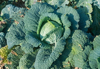 Savoy Cabbage, Brassica oleracea in the field