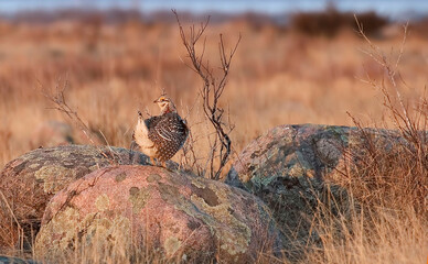 Sharp-Tailed Grouse, Tympanuchus phasianellus, in spring