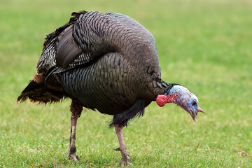 Male Wild Turkey, Meleagris gallopavo