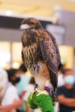 Portrait of a Harris's Hawk perched on a green grass stand in a public indoor setting. Professional shot of a raptor with detailed brown feathers and sharp beak. Bokeh background with people.