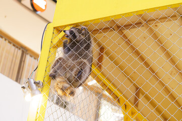A curious raccoon climbs a metal chain-link fence within a bright yellow wooden structure. The...