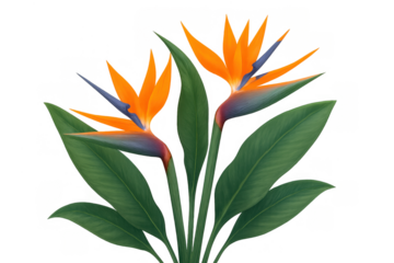 Bird of paradise strelitzia flowers with vibrant orange and blue petals and green leaves, transparent background