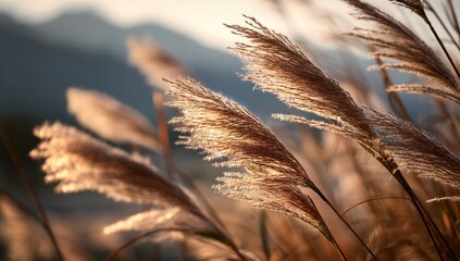 Warm Golden Backlit Grass Plumes Swaying, Delicate Natures Glow.