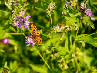 A purple-edged copper butterfly (Melitaea didyma) photographed in Tremosine.
