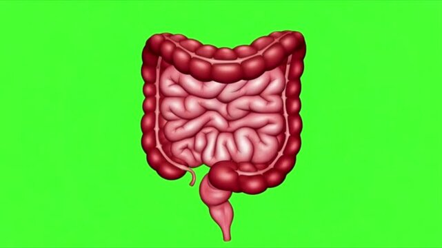 Animation of intestine in a natural working on a green screen background.