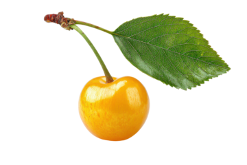 Golden cherry with green leaf isolated on transparent background. Single golden cherry fruit with leaf and stem isolated on white background.