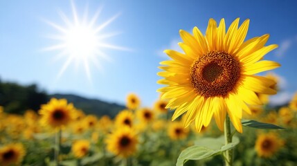 Sunflower & Sun Flare