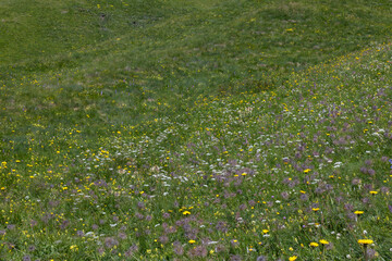 Blooming Alpine Meadow