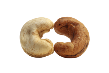 Cashew nuts isolated on transparent background. Two cashew nuts one raw and one roasted facing isolated on white background.