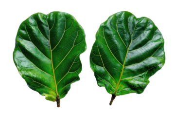 Vibrant green fiddle leaf fig leaves isolated on transparent background. Two vibrant green fiddle leaf fig leaves with prominent veins isolated on white background.