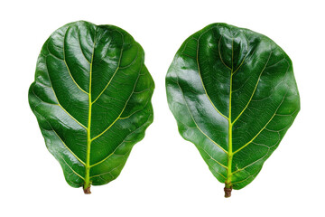 Vibrant green fiddle leaf fig leaves isolated on transparent background. Two lush green ficus lyrata leaves with visible veins isolated on white background.