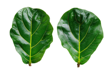 Vibrant green fiddle leaf fig leaves isolated on transparent background. Two lush green ficus lyrata leaves with visible veins isolated on white background.