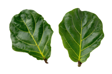 Fiddle leaf fig leaves isolated on transparent background. Two large green fiddle leaf fig leaves isolated on white background.
