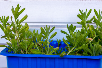 Fresh green herb seedlings growing in blue plastic planter, home gardening and urban balcony garden concept © Eugeniusz