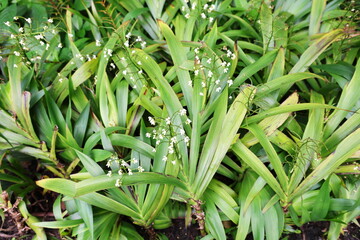 Obraz premium Cola de Gallo, Cola de Paloma: Dark green, glossy leaves arranged alternately in fan-like pattern. Small white flowers borne in racemes. Stem: Short, succulent, Xiphidium caeruleum Aubl, Haemodoraceae