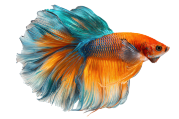 Vibrant betta fish with flowing fins isolated on transparent background. Vibrant siamese fighting fish betta splendens with flowing fins aquatic pet isolated on white background.