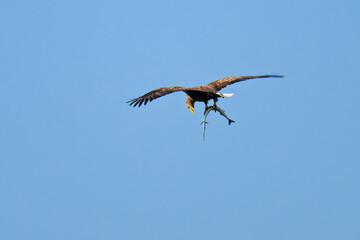 Adulter Seeadler bei der Jagd mit erbeuteten Hornhecht an der Ostsee am Morgen
