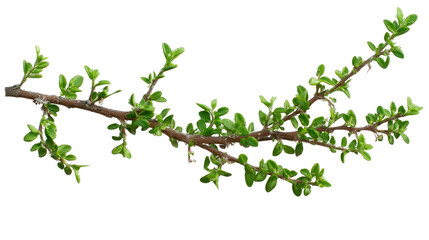 Twig with Small Green Leaves