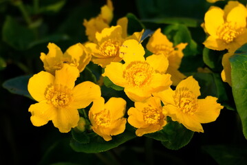 Sumpfdotterblume (Caltha palustris)
