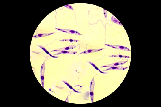 Promastigote of lishmania spp under microscope.