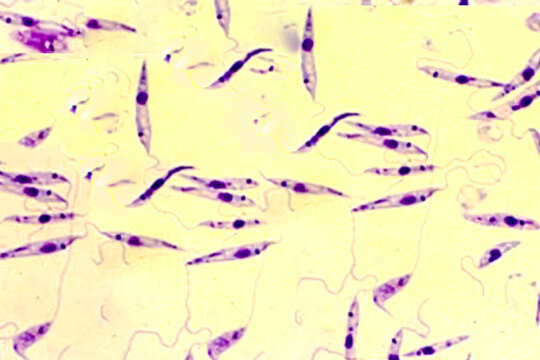 Promastigote of lishmania spp under microscope.